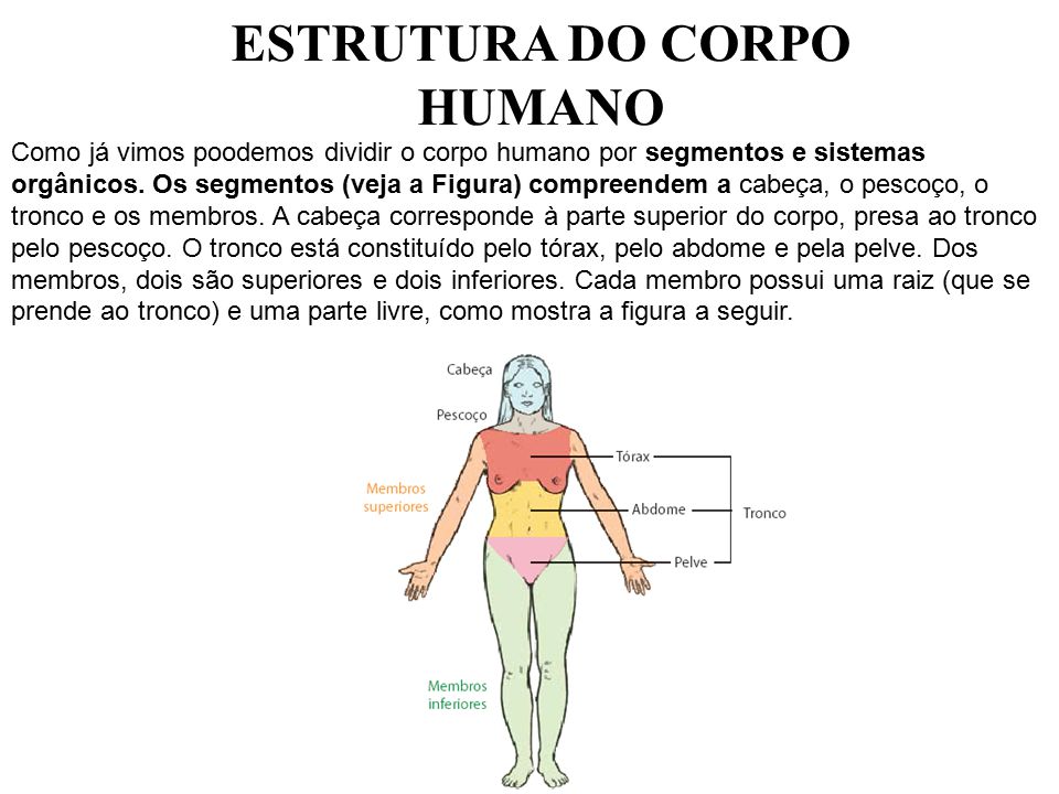 ANATOMIA HUMANA Ppt Carregar